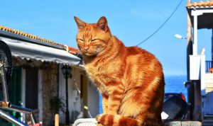 Ilustrasi pulau di Jepang yang di hunu banyak kucing (pixabay)