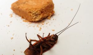 Ilustrasi serangga yang ada di rumah (pixabay)