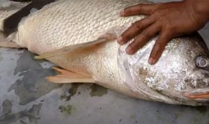 Ikan Tirus, ikan dengan harga ratusan juta rupiah. (Foto: tangkapan Layar Video/radarcirebon)