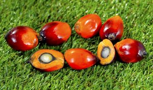 manfaat kelapa sawit