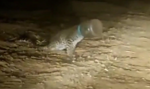 Proses Penyelamatan Macan Tutul Berkepala Plastik