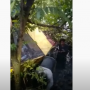 Truk Terperosok ke Sawah, Warga Malah Menjarah Ikan Lele yang Dibawa