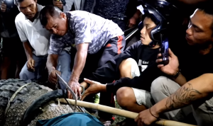 Hili Berhasil Melepas Jeratan Buaya Berkalung Ban, Ini Orangnya Hili Berhasil Melepas Jeratan Buaya Berkalung Ban, Ini Orangnya
