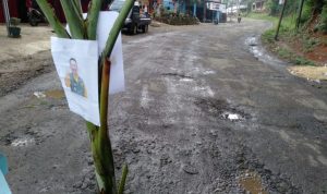 Pohon pisang yang ditanam ditengah jalan yang rusak, tampak ditempel pula foto Gubernur Jabar Ridwan Kamis, sebagai aksi protes warga dan mahasiswa karena jalan tidak kunjung diperbaiki.