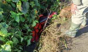 Balita Tenggelam di Selokan, Hingga Kini Belum Ditemukan Proses pencarian balita yang tenggelam di selokan, sabtu (12/3) hingga kini belum ditemukan.