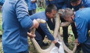 Proses evakuasi satwa liar masuk rumah berupa ular sanca yang dilakukan petugas pemadam kebakaran. (fin.co.id)
