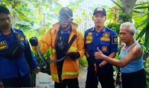 Petugas Pemadam Kebakaran dan Penyelamatan Kota Cirebon menunjukkan ular cobra yang berhasil dievakuasi. (tangkapan layar video Youtube Damkar Kota Cirebon)