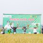 kegiatan Panen Raya Padi di Blok Parigi Desa Ciparay Kecamatan Ciparay Kabupaten Bandung, Selasa (29/3).