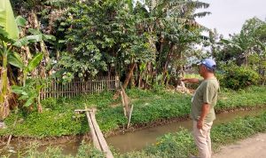 Sadis! Korban Disabilitas Diperkosa Dibalik Pohon Pisang Ketua RW setempat, Yayat menunjukan TKP pemerkosaan di wilayahnya.