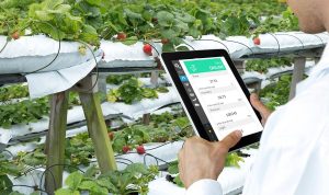Petani peserta program food estate mengaku merasakan manfaat setelah bergabung dengan pemerintah ini dengan meningkatnya kesejahteraan