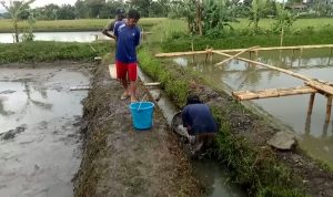 ODGJ Dilatih Budidaya Ikan Patin Di Cianjur DILATIH: Para ODGJ yang berada di Yayasan Rumah Pulih Jiwa (YRPJ) tengah berada di areal tambak ikan. Mereka dilatih untuk budidaya ikan patin. (FOTO: Moch Nursidin/Cianjur Ekspres)