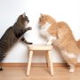 kucing ras