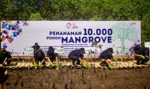 BRI bersama Pusat Pelaporan dan Analisis Transaksi Keuangan (PPATK) menggelar aksi penanaman pohon mangrove di Badung Bali