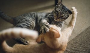 tanda dua kucing berkelahi atau berteman