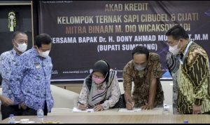 Jalin Kemitraan, bank bjb Fasilitasi Bantuan Modal KUR Untuk Peternak Sapi di Sumedang Bantuan Modal KUR Peternak Sapi