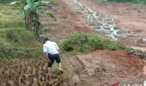 Tertimbun Longsor, Akses Jalan Palabuhanratu Sukabumi Terputus, lima Hektar Sawah Gagal Panen