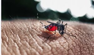 Kemenkes: Selama 2 Bulan Ada 15.269 Kasus Dengue Dilaporkan