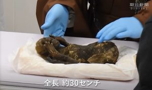 Mumi putri Duyung tersebut memiliki panjang sekitar 3o sentimeter yang ditemukan di Kuil Tua Enjuin di wilayah Asakuchi  Jepang.