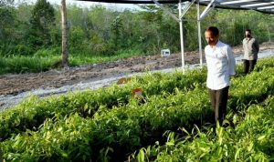Pembangunan IKN Diawali Rehabilitasi Hutan, Tegas Jokowi