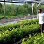 Pembangunan IKN Diawali Rehabilitasi Hutan, Tegas Jokowi