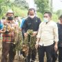 Produksi Kentang Asal Kabupaten Bandung Mencapai 50.000 Ton per Tahun