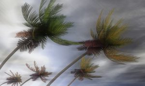 Ilustrasi Angin Kencang