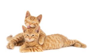 Ilustrasi Kucing (freepik)