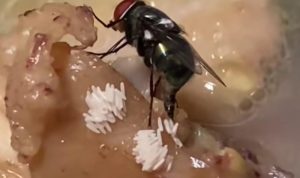 Sempat Viral! Video Lalat Bertelur di Potongan Ayam, Bikin Jijik! lalat bertelur