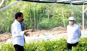 Jokowi Tegaskan Rehabilitasi Mengawali Pembangunan IKN