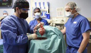 Transplantasi Organ Hewan ke Manusia, Akankah Jadi Solusi? transplantasi organ hewan