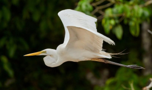 Burung Kuntul Adalah