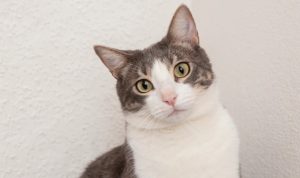 Amankah Memelihara Kucing untuk Wanita Hamil? Ini Jawabannya