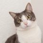 Amankah Memelihara Kucing untuk Wanita Hamil? Ini Jawabannya