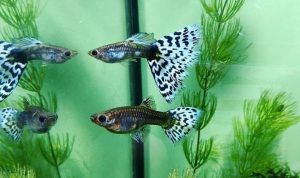 Ilustrasi ikan Guppy (gambar: instagram @ikan__guppy)