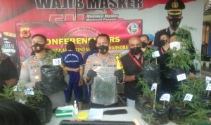 Satuan Reserse Narkoba Polres Cimahi berhasil mengamankan sebanyak 37 batang pohon ganja yang ditanam di polybag di Desa Jayagiri, Kecamatan Lembang Kabupaten Bandung Barat