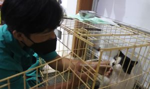 Petshop di Arcamanik Optimalkan Perawatan Hewan Peliharaan Para Pemudik Lebaran Petshop di Arcamanik Optimalkan Perawatan Hewan Peliharaan Para Pemudik Lebaran