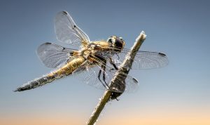 5 Hewan yang Memiliki Umur Pendek, Ada yang Cuma Sehari