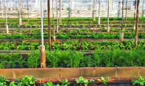 Agrikultur Mempunyai Peran Besar dalam Mengatasi Perubahan Iklim