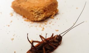 3 Tips Membuat Dapur Rumah Bebas dari Kecoak, Coba Yuk!