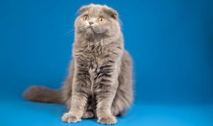 Ilustrasi Kucing (Freepik)