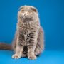 Ilustrasi Kucing (Freepik)