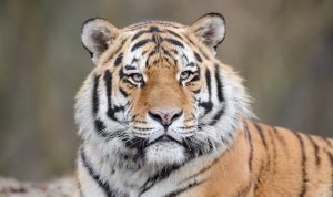 Karyawan Kebun Biatang Tewas Diserang Harimau Saat Bersihkan Kandang Ilustrasi (freepik)