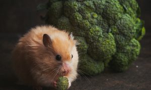 Ilustrasi cara merawat hamster (freepik)