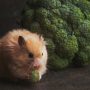 Ilustrasi cara merawat hamster (freepik)