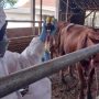 76 Hewan Terjangkit PMK di Kota Bekasi, Begini Kata DKPP