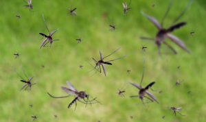 Waspada, Kasus DBD Meningkat di Kota Bekasi, Hingga Pertengahan Mei Sudah Ribuan Warga Terjangkit