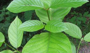 Mengenal Kratom, Tanaman Candu yang Digunakan Geng Motor Untuk Mabuk Tanaman Kratom yang memiliki efek candu seperti kokain dan morphine bila dikonsumsi dalam dosis tinggi. (ist)