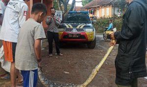 Sempat Terkam Ternak Ayam Warga, Ular Sanca Besar di Cibugel Sumedang Ditangkap