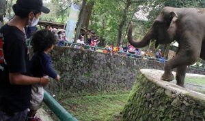 Pengunjung sedang melihat gajah di Taman Margasatwa Ragunan. ((Dery Ridwansah/ JawaPos.com) Pengunjung saat memadati temat rekreasi Taman Margasatwa Ragunan, Jakarta, Minggu (26/12/2021). Taman Margasatwa Ragunan memberlakukan pembatasan pengunjung sebanyak 50 persen atau setara dengan 30 ribu orang pada liburan Natal 2021 (Dery Ridwansah/ JawaPos.com) Pengunjung saat memadati temat rekreasi Taman Margasatwa Ragunan, Jakarta, Minggu (26/12/2021). Taman Margasatwa Ragunan memberlakukan pembatasan pengunjung sebanyak 50 persen atau setara dengan 30 ribu orang pada liburan Natal 2021 (Dery Ridwansah/ JawaPos.com) Pengunjung saat memadati temat rekreasi Taman Margasatwa Ragunan, Jakarta, Minggu (26/12/2021). Taman Margasatwa Ragunan memberlakukan pembatasan pengunjung sebanyak 50 persen atau setara dengan 30 ribu orang pada liburan Natal 2021 (Dery Ridwansah/ JawaPos.com) Pengunjung saat memadati temat rekreasi Taman Margasatwa Ragunan, Jakarta, Minggu (26/12/2021). Taman Margasatwa Ragunan memberlakukan pembatasan pengunjung sebanyak 50 persen atau setara dengan 30 ribu orang pada liburan Natal 2021 (Dery Ridwansah/ JawaPos.com) Pengunjung saat memadati temat rekreasi Taman Margasatwa Ragunan, Jakarta, Minggu (26/12/2021). Taman Margasatwa Ragunan memberlakukan pembatasan pengunjung sebanyak 50 persen atau setara dengan 30 ribu orang pada liburan Natal 2021 (Dery Ridwansah/ JawaPos.com)
