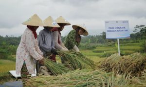 Pembiayaan Ultra Mikro BRI Selamatkan Petani dari Jeratan Renternir BRI terus berupaya memperluas jangkauannya dalam mengucurkan kredit segmen mikro.